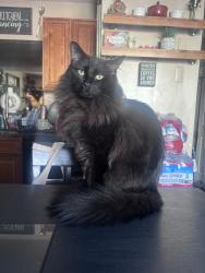 Lost Male Cat last seen Elm st and Goepp st, Bethlehem, PA 18018
