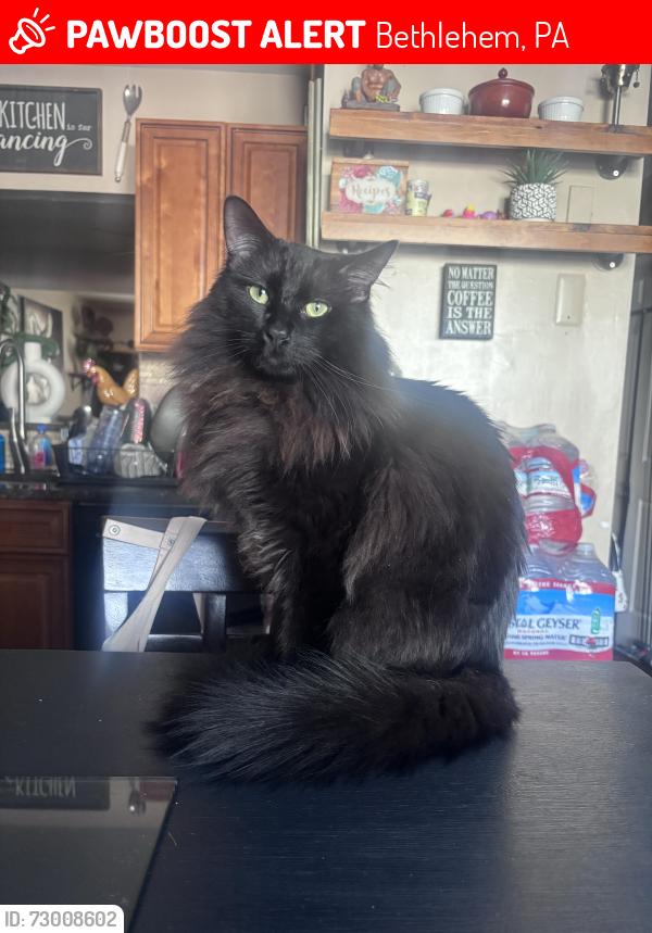 Lost Male Cat last seen Elm st and Goepp st, Bethlehem, PA 18018
