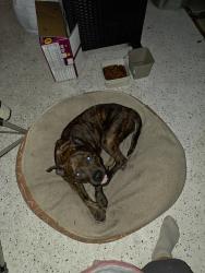 Found/Stray Female Dog last seen Near Civic Club Dr, Jacksonville, FL 32219, Jacksonville, FL 32255