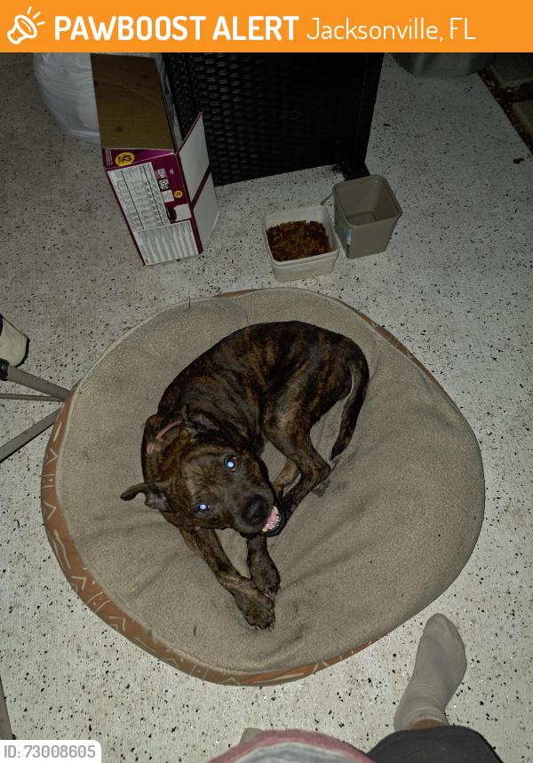 Found/Stray Female Dog last seen Near Civic Club Dr, Jacksonville, FL 32219, Jacksonville, FL 32255