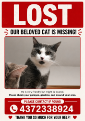 Lost Male Cat last seen Evenside crescent, Mississauga, ON L5M 3Y2