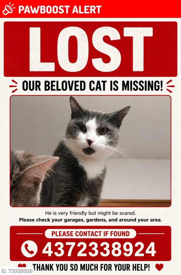 Lost Male Cat last seen Evenside crescent, Mississauga, ON L5M 3Y2