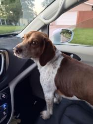 Reunited Male Dog last seen Mexico road , St. Peters, MO 63376