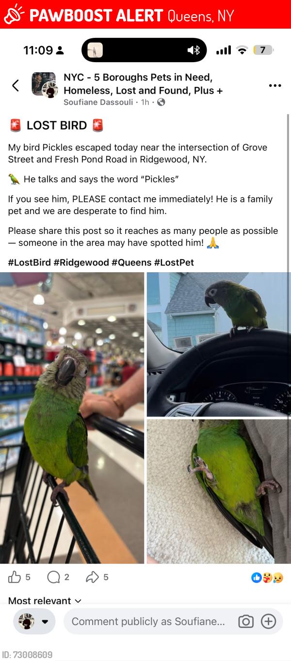 Lost Male Bird last seen Near grove street 11385, Queens, NY 11385