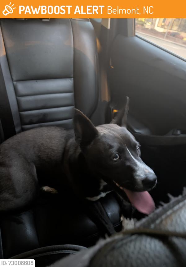 Found/Stray Female Dog last seen North Main Street & Glenway Street, Belmont, NC 28012