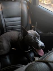 Found/Stray Female Dog last seen North Main Street & Glenway Street, Belmont, NC 28012