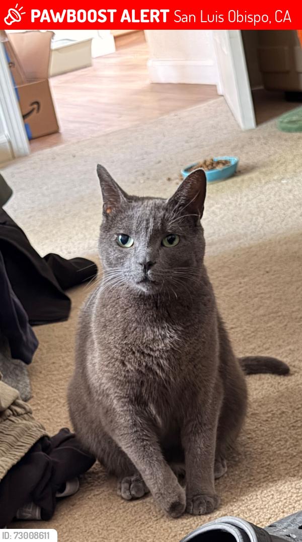 Lost Female Cat last seen Near Lima dr, San Luis Obispo, CA 93405