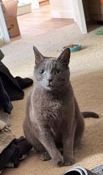 Lost Female Cat last seen Near Lima dr, San Luis Obispo, CA 93405