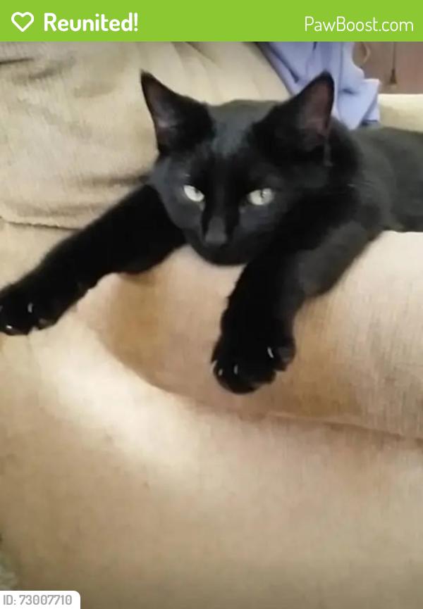 Reunited Male Cat last seen Aborn Ave , Wakefield, MA 01880