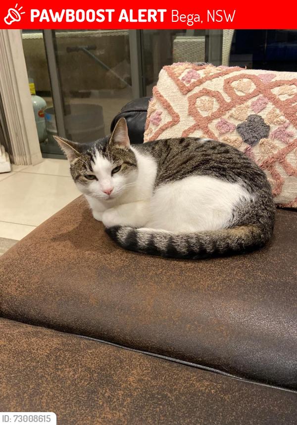 Lost Male Cat last seen Gordon st Bega , Bega, NSW 2550