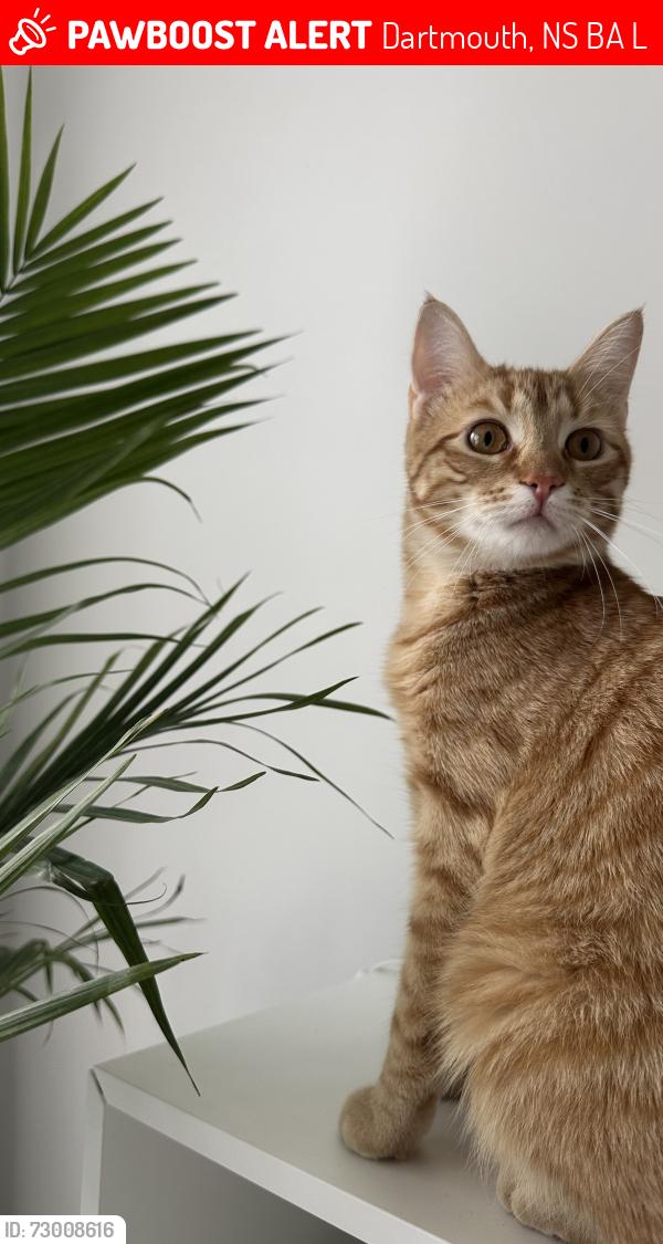 Lost Male Cat last seen Richmond St, Chapman St, Catherine St, Chappel St, Westbrook, Eastbrook , Dartmouth, NS B3A 3L2