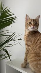 Lost Male Cat last seen Richmond St, Chapman St, Catherine St, Chappel St, Westbrook, Eastbrook , Dartmouth, NS B3A 3L2