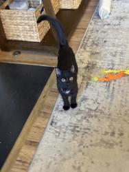 Reunited Male Cat last seen Park Terrace, near Lauderdale and 3 Chopt, Richmond, VA 23233
