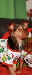 Lost Male Dog last seen Keeland Street, Houston, TX 77093