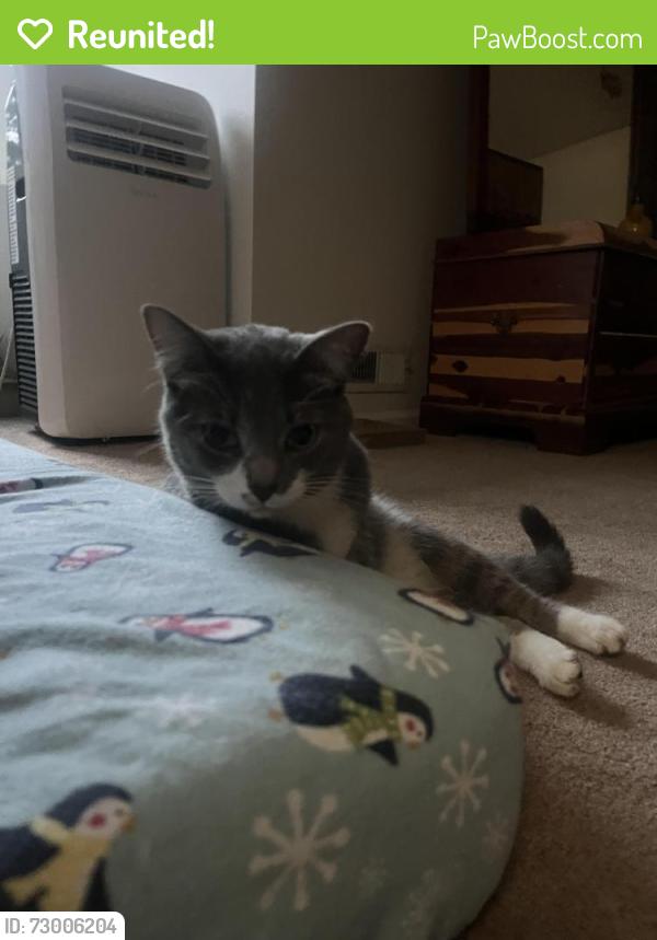 Reunited Female Cat last seen Ashford and Haines School , Cranberry Township, PA 16066