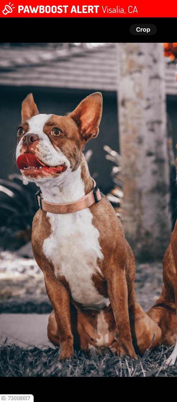 Lost Female Dog last seen Dinuba blvd & Robin Ave, Visalia, CA 93291