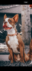 Lost Female Dog last seen Dinuba blvd & Robin Ave, Visalia, CA 93291