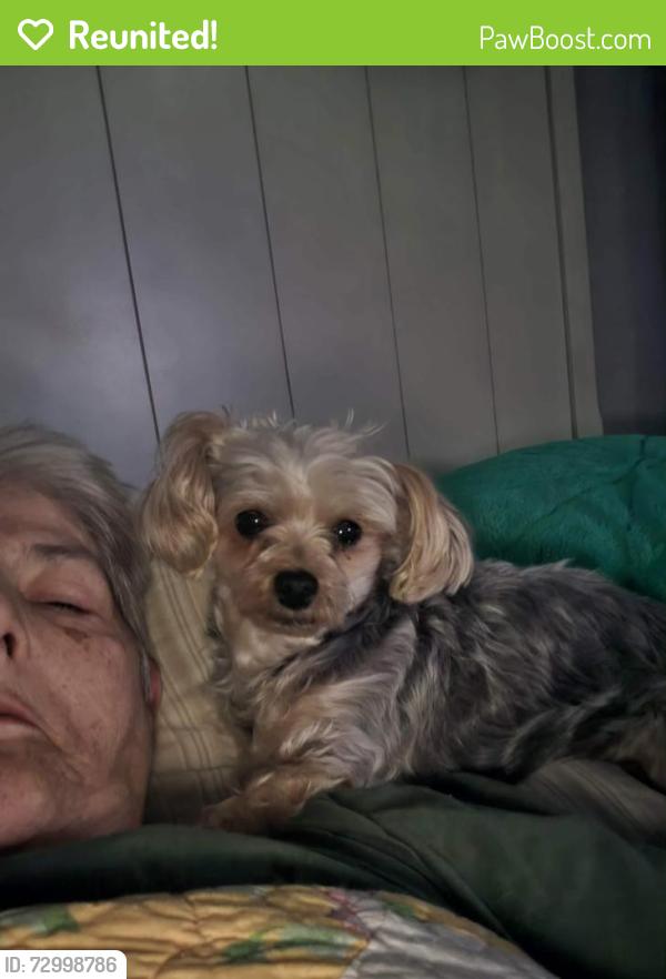 Reunited Female Dog last seen Near pomeroy fire hse, Valley Township, PA 19320