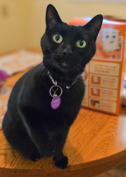 Reunited Female Cat last seen Santa Ynez Way & 36th St, Sacramento, CA 95816