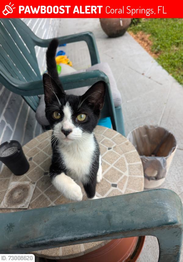 Lost Male Cat last seen Near St , Coral Springs, FL 33065
