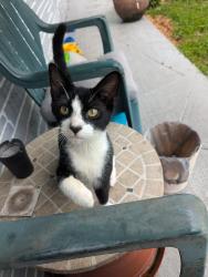 Lost Male Cat last seen Near St , Coral Springs, FL 33065