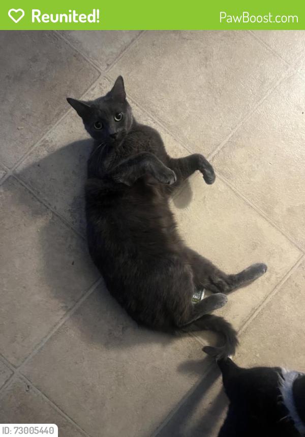 Reunited Male Cat last seen Near Lehman St, Houston, TX 77018, USA, Houston, TX 77018
