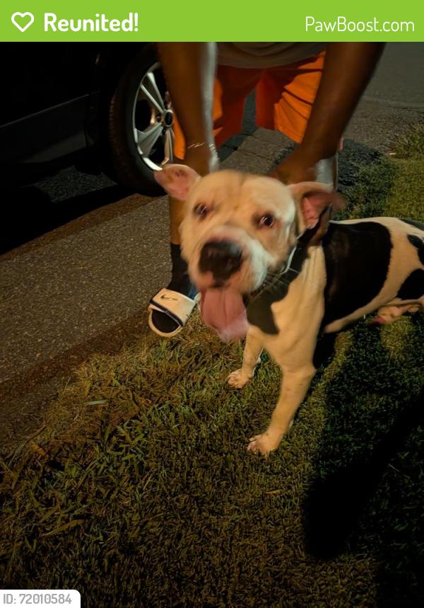 Reunited Unknown Dog last seen Rustic View Ct and Old Briar Rd, 28216, Charlotte, NC 28216