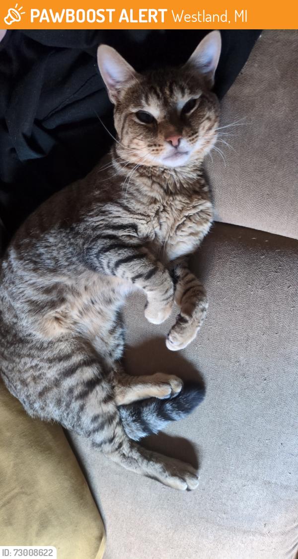 Found/Stray Male Cat last seen Middlebelt and Van Born, Westland, MI 48186