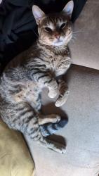 Found/Stray Male Cat last seen Middlebelt and Van Born, Westland, MI 48186