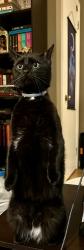 Reunited Male Cat last seen Fairfield Rd and Oliver Rd , Enfield, CT 06082