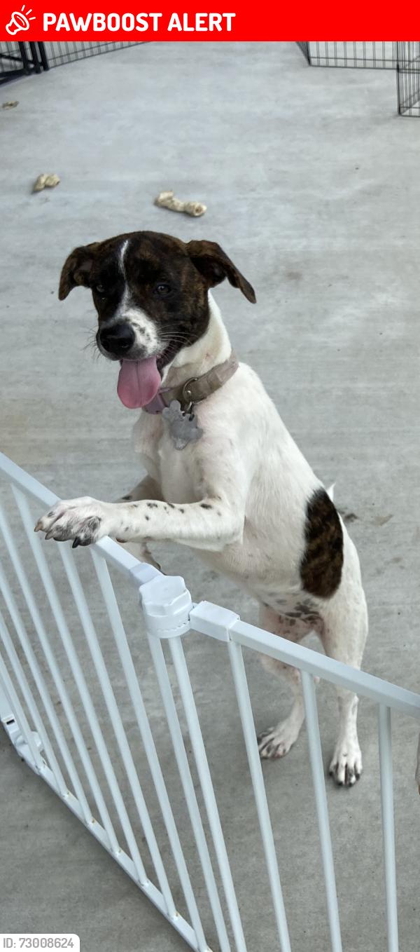 Lost Female Dog last seen Hwy 87, Bolivar Peninsula, TX 77650