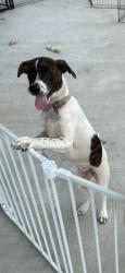 Lost Female Dog last seen Hwy 87, Bolivar Peninsula, TX 77650