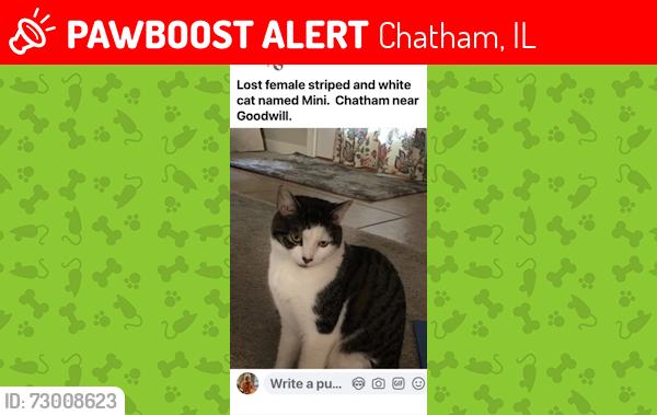 Lost Female Cat last seen Scoup Du Jour Chatham, Chatham, IL 62629