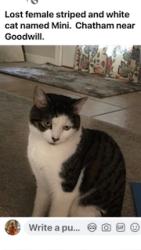 Lost Female Cat last seen Scoup Du Jour Chatham, Chatham, IL 62629