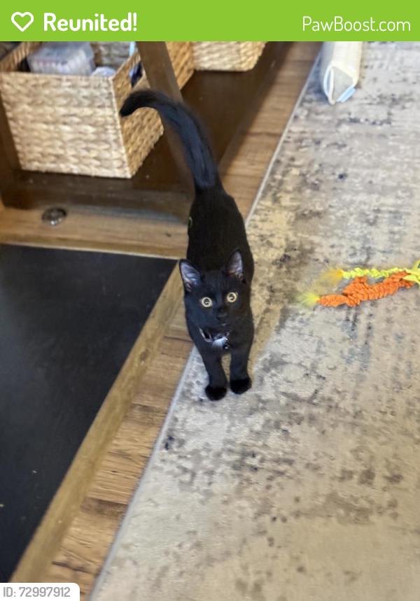 Reunited Male Cat last seen Park Terrace, near Lauderdale and 3 Chopt, Richmond, VA 23233