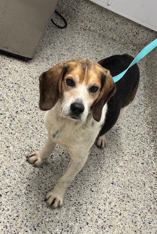 Shelter Stray Male Dog last seen Near BLOCK LIVERNOIS AVE, DETROIT MI 48238, 7401 Chrysler Dr, Detroit, MI 48211, USA
