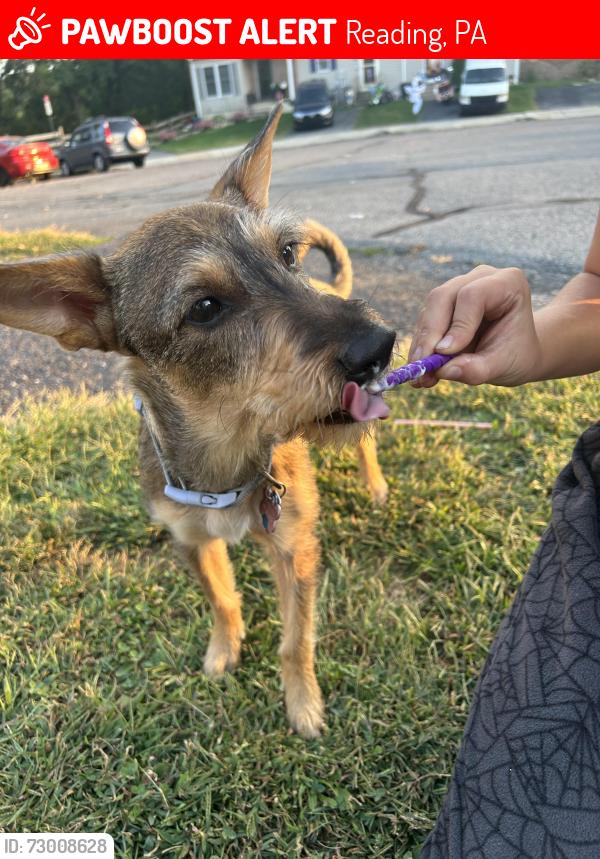 Lost Female Dog last seen Lynn Ave reading pa 19606. Near Exeter admin building , Reading, PA 19606