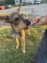 Lost Female Dog last seen Lynn Ave reading pa 19606. Near Exeter admin building , Reading, PA 19606