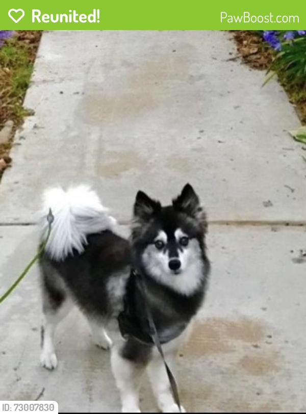 Reunited Female Dog last seen Whitemarsh Rd , Ardmore, PA 19003