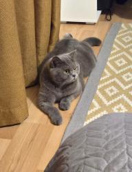 Lost Female Cat last seen Luscombe Close , Caversham, England RG4 5LG