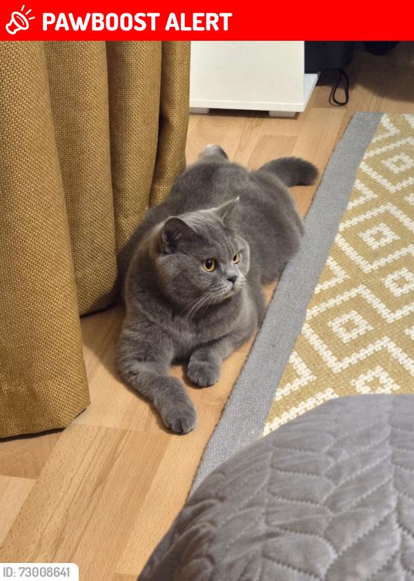 Lost Female Cat last seen Luscombe Close , Caversham, England RG4 5LG