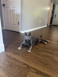 Lost Male Cat last seen Joy and Inkster, Livonia, MI 48150