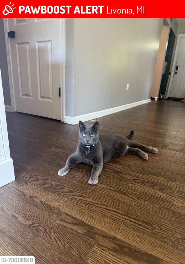 Lost Male Cat last seen Joy and Inkster, Livonia, MI 48150