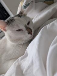 Found/Stray Female Cat last seen tanworth lane shirley, Shirley, England B90 4DF