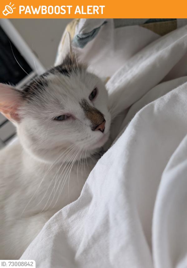 Found/Stray Female Cat last seen tanworth lane shirley, Shirley, England B90 4DF