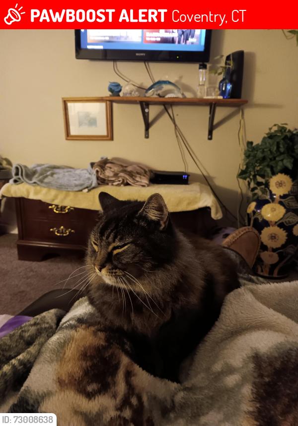 Lost Male Cat last seen Beebe Farms Rd, Coventry, CT 06238