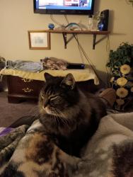 Lost Male Cat last seen Beebe Farms Rd, Coventry, CT 06238