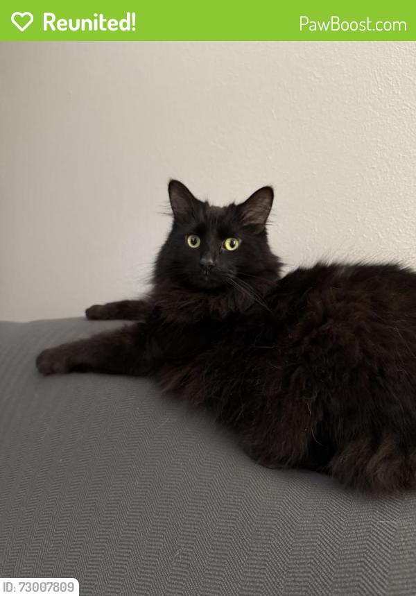 Reunited Female Cat last seen Gettysburg Dr and Williamsburg Dr, Sylvania, Ohio, Sylvania, OH 43560