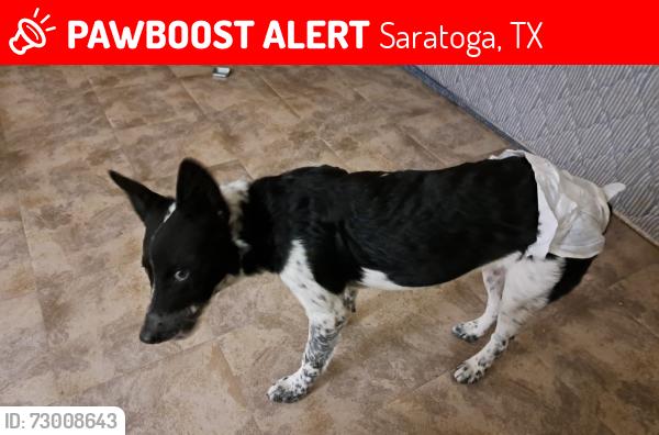 Lost Female Dog last seen Cedar ln and chess here st, Saratoga, TX 77585
