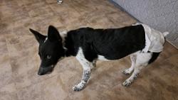 Lost Female Dog last seen Cedar ln and chess here st, Saratoga, TX 77585